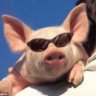 piggy